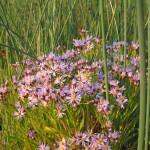 blommor